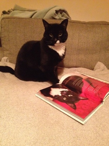 OH MY CAT I'M IN A BOOK!?